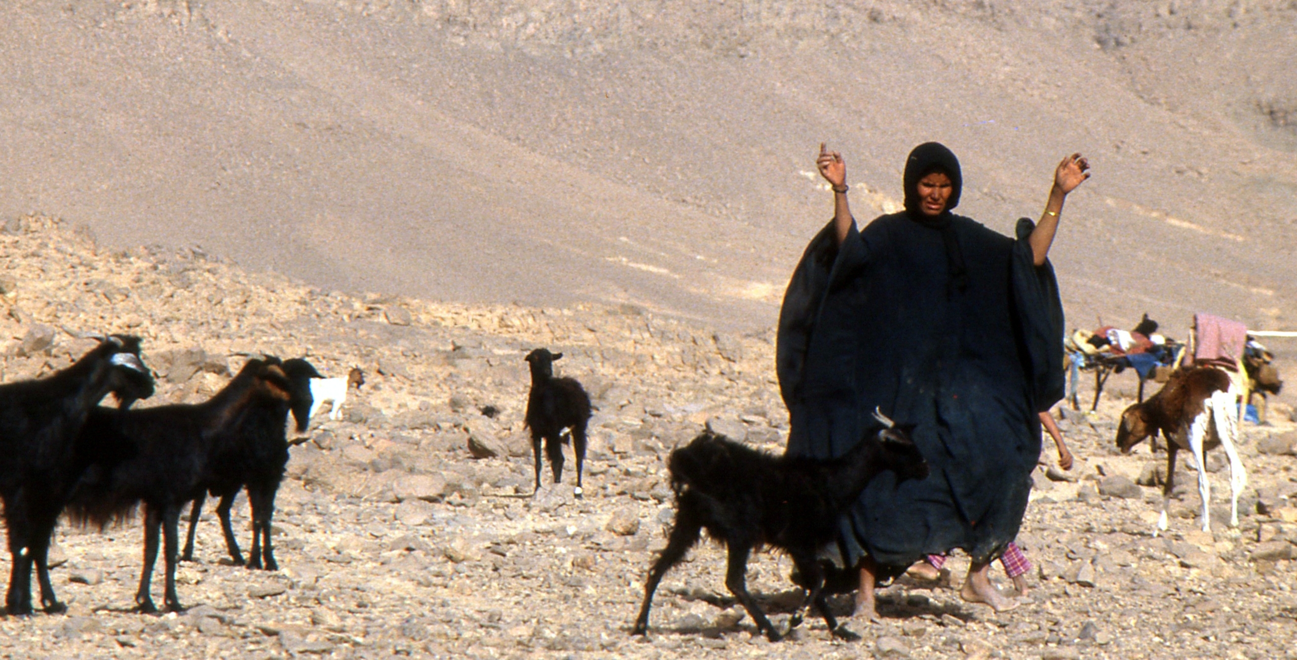 Pastoralisme au Hoggar: les femmes touarègues et leurs chèvres / par Odette Bernezat